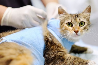 Стерилизация кошки в ПолиВетЦентре